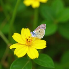 Fototapeta premium Delicate butterfly perched on a bright yellow flower, surrounded by green leaves and stems, flower, bloom, stem
