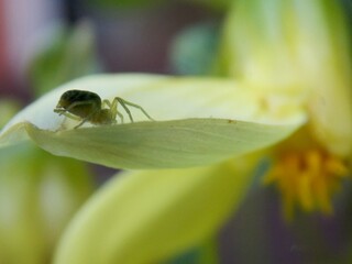 small green spider on a plant
