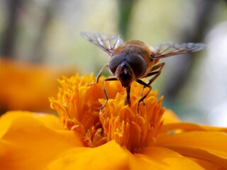 fly on an orange flower