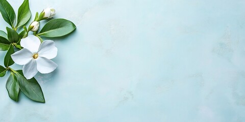 A jasmine branch with white flowers and vibrant green leaves, delicately arranged on the left side of a soft blue textured background, evoking freshness and tranquility