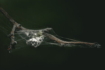 spider on the web
