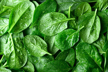 Fresh green spinach leaves with water drops. Raw organic baby spinach close up. Food background and...