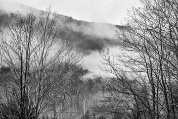 trees in the fog