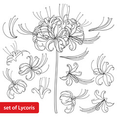 Set of outline bulbous Lycoris radiata or red spider lily flower in black isolated on white background. 