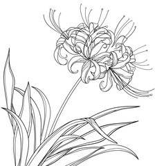 Corner bouquet of outline Lycoris or red spider lily inflorescence in black isolated on white background. 