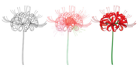 Set of outline bulbous Lycoris radiata or red spider lily flower in black and pastel isolated on white background. 