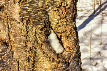 snow in bark