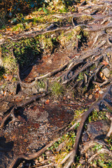 Large tree roots covered with moss and green forest. Forest landscape.