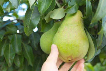 Female hand picking pear from tree in garden