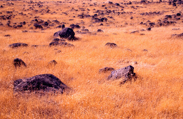 field of grass and stone