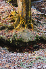 Large tree roots covered with moss and green forest. Forest landscape.