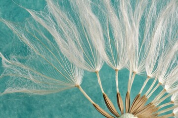 Close-up of dandelion seed head against teal background. (1)