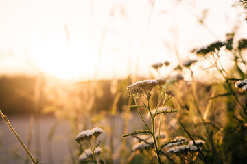sunset flowers field