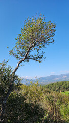 Obraz premium Phillyrea, from the Oleaceae family, is an evergreen tree common in the Mediterranean, is one of the typical members of the maquis shrubland. Its height exceeds 3 meters and can reach up to 10 meters.