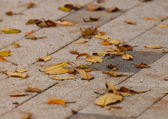 Autumn leaves scattered across the stone pathway in a serene park during a calm afternoon