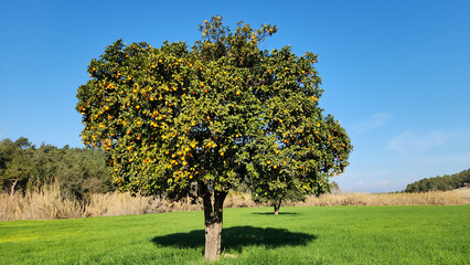 Fototapeta premium A well-grown Şeker portakal tree (literally Sugar Orange in Turkish), a locally cultivated seed variety of orange characterized by its sweet juice and unique aroma.