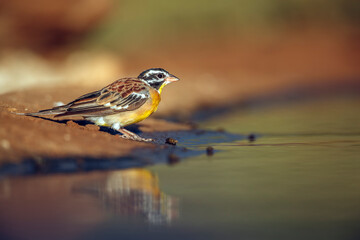 African Golden breasted Bunting standing along waterhole in morning light in Greater Kruger National park, South Africa ; Specie Fringillaria flaviventris family of Emberizidae