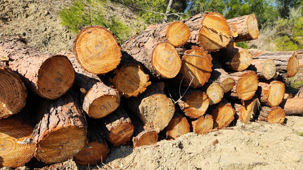 Red pine logs are neatly stacked by the edge of the forest, following a rejuvenation cut activity