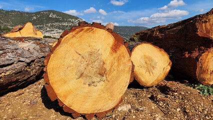Red pine logs are neatly stacked by the edge of the forest, following a rejuvenation cut activity