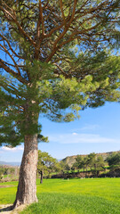 Stem and crown of a large red pine (Pinus brutia) tree