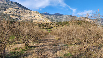 Winter season view of an unpruned pomegranate orchard in the Mediterranean region