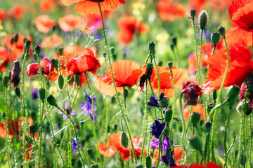 Fototapeta premium Red poppies flower spring season nature background