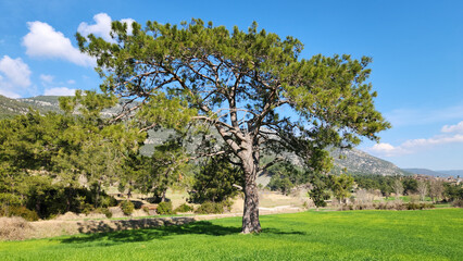 Fototapeta premium An imposing red pine tree (Pinus brutia) stands majestic in a dazzling green wheat field, bathed in the generous winter sun, at the foothills of the Taurus Mountains.