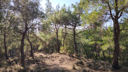 layers of the Upper Jurassic and Lower Cretaceous depict flysch rocks characterized by alternating bands of sandstone, shale, and claystone, providing significant insight into sedimentary processes