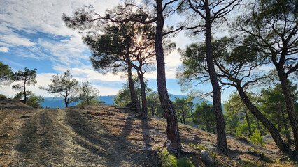 Fototapeta premium A view of a sunny winter's day in a red pine (Pinus brutia) forest at the foothills of the Taurus Mountains in Adana