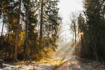 Path in a pine winter forest. Forest road among tall trees. Forest landscape.