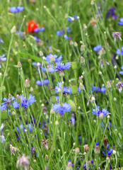 Blue cornflower (Centaurea cyanus) blooms in the field