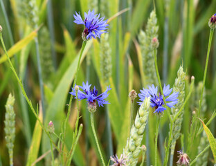 Blue cornflower (Centaurea cyanus) blooms in the field