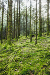 Forest landscape. Morning in a tall pine forest. Trees in the forest covered with needles and overgrown with moss and grass.
