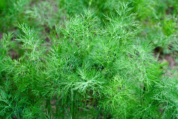 Close up of fresh dill plant growing in the garden. Organic home gardening. Ecological agriculture for producing healthy food concept.