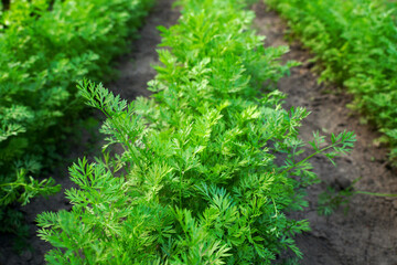 Young unthinned carrots in the field. Agricultural product. Young carrot plant sprouts grow on farm garden bed.