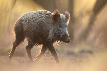 Dzik euroazjatycki, dzik, (Sus scrofa) © Bartosz Rakoczy