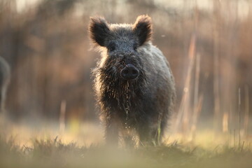 Dzik euroazjatycki, dzik, (Sus scrofa) © Bartosz Rakoczy