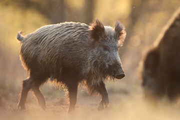 Dzik euroazjatycki, dzik, (Sus scrofa) © Bartosz Rakoczy