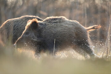 Dzik euroazjatycki, dzik, (Sus scrofa) © Bartosz Rakoczy