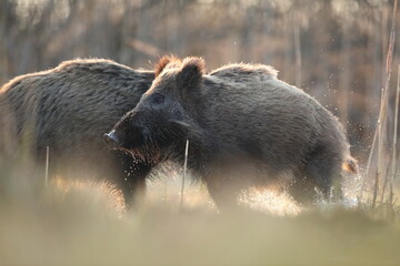 Dzik euroazjatycki, dzik, (Sus scrofa)
