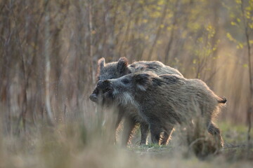 Dzik euroazjatycki, dzik, (Sus scrofa)