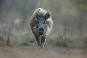 Dzik euroazjatycki, dzik, (Sus scrofa)