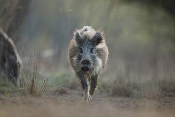 Dzik euroazjatycki, dzik, (Sus scrofa) © Bartosz Rakoczy