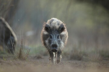 Dzik euroazjatycki, dzik, (Sus scrofa) © Bartosz Rakoczy