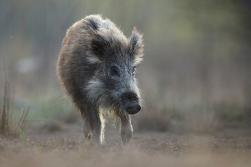 Dzik euroazjatycki, dzik, (Sus scrofa) © Bartosz Rakoczy