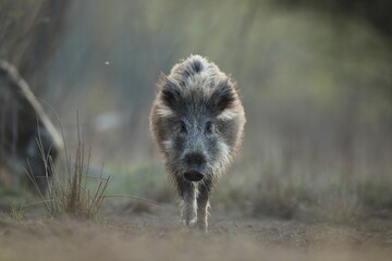 Dzik euroazjatycki, dzik, (Sus scrofa) © Bartosz Rakoczy
