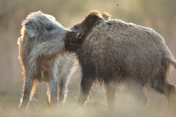 Dzik euroazjatycki, dzik, (Sus scrofa) © Bartosz Rakoczy