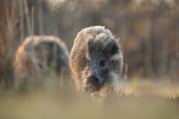 Dzik euroazjatycki, dzik, (Sus scrofa) © Bartosz Rakoczy