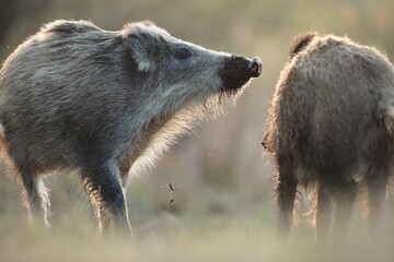Dzik euroazjatycki, dzik, (Sus scrofa) © Bartosz Rakoczy