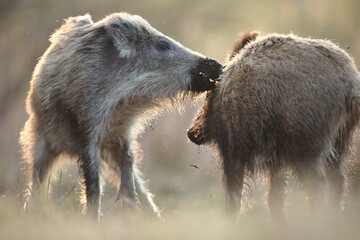 Dzik euroazjatycki, dzik, (Sus scrofa) © Bartosz Rakoczy